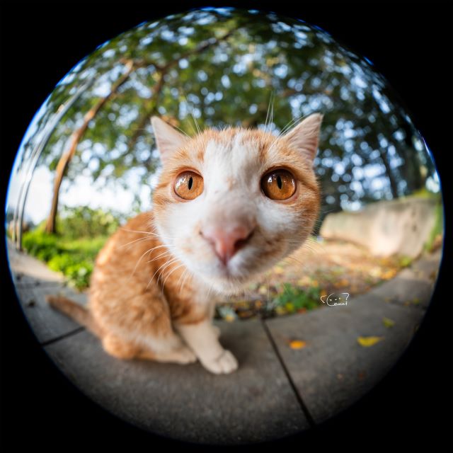 LAOWA 8-15mm F2.8 FF Zoom Fisheye